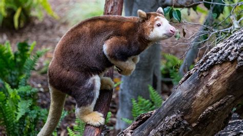 Species Spotlight: Matschie’s Tree Kangaroo — an Elusive, Arboreal ...