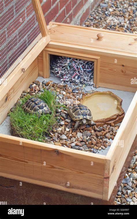 Tortoise “Table”. Small enclosure to home young captive bred Testudo ...