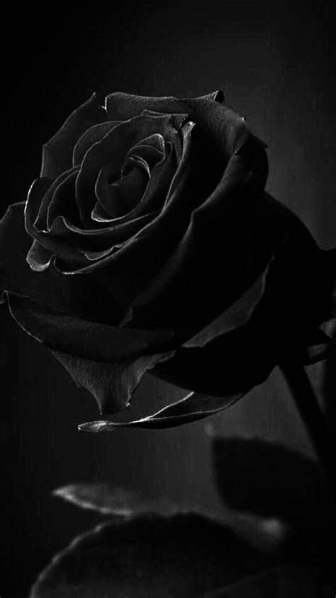 Rose Black And White Aesthetic Wallpaper / Black aesthetic wallpaper ...