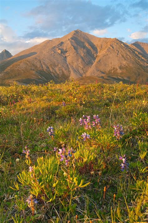 Arctic National Wildlife Refuge photos | ANWR Alaska pictures