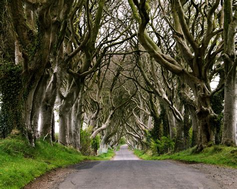 The Dark Hedges – Ireland ~ travell and culture