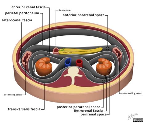 Dr Andrew Dixon on Twitter: "Retroperitoneal spaces! Anterior pararenal ...