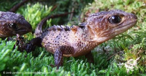 Tribolonotus novaeguineae | The Reptile Database