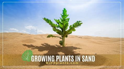 Can I Grow Plants in Sand? 10+ Plants that Thrive in Sand