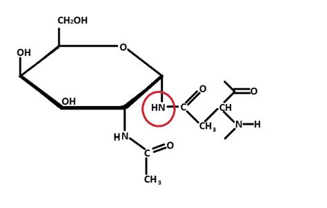 Glycoproteins Definition, Function Examples Video Lesson, 54% OFF