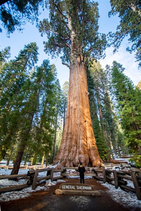 Ultimate Guide for Sequoia National Park in the Winter - That Adventure ...