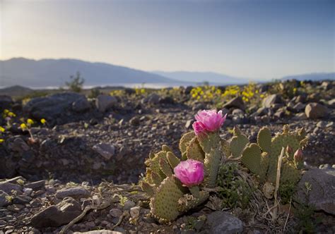 Cactus and Cactus Flowers: Photos From Phoenix, Arizona