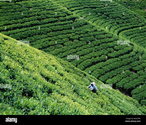 Tea Fields, Nuwara Eliya, Sri Lanka Stock Photo - Alamy