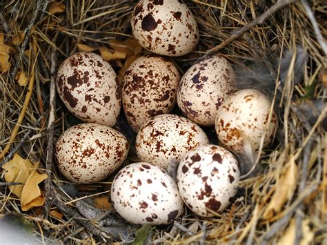 Arizona: Beetles, Bugs, Birds and more: The first Gambel's Quail chicks ...