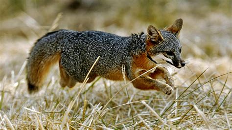 Once Nearly Extinct California Island Foxes No Longer Endangered | NCPR ...