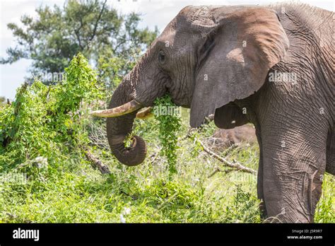 Elephant eating leaves in Kruger Park Stock Photo - Alamy