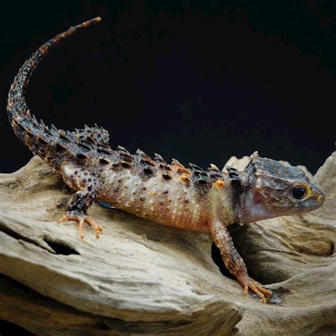 White-Eyed Crocodile Skinks for Sale | ReptileOrders | Ontario, Canada