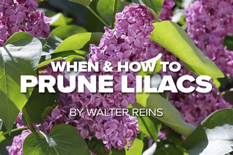 Russell Tree Experts — When and How to Prune Lilacs