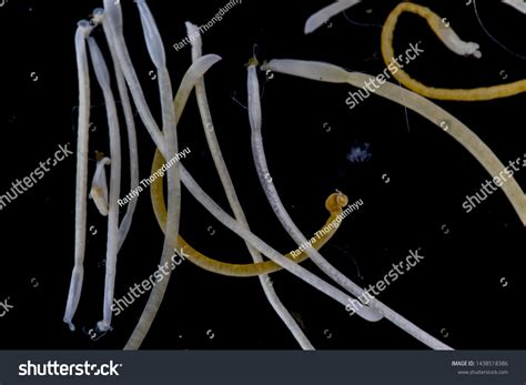 Study Acanthocephala Phylum Parasitic Worms Known Stock Photo ...