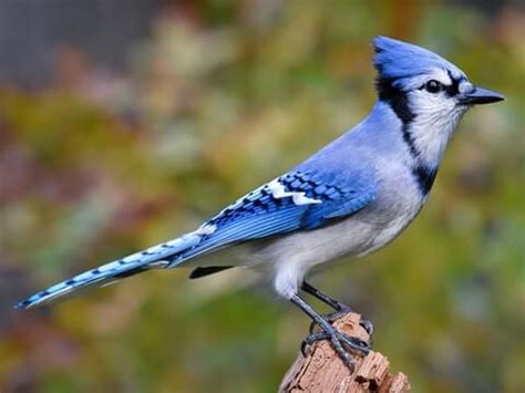 Discover the Mystery: Male vs Female Blue Jays Color!