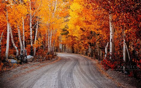 autumn, Fall, Landscape, Nature, Tree, Forest, Leaf, Leaves, Road, Path ...