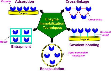 Enzyme immobilization techniques. | Download Scientific Diagram