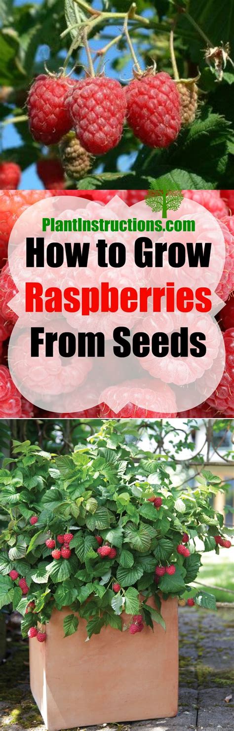 Growing Raspberry Plants From Seeds – Raspberry