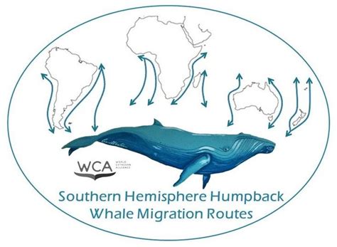 Southern Hemisphere Humpback Whale Migration Route (SHHWMR)