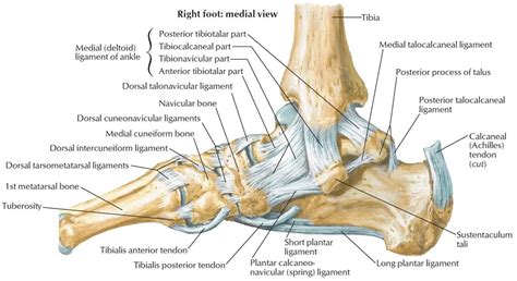 Calcaneus bone anatomy, function, calcaneus pain & calcaneus fracture