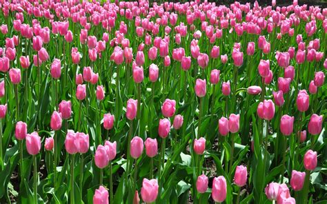 Pink tulips on the field wallpaper - Flower wallpapers - #53203