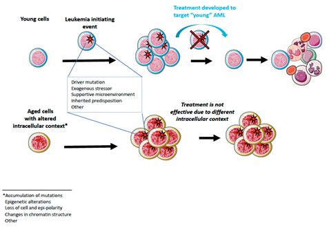 Cancers | Free Full-Text | Acute Myeloid Leukemia: Aging and Epigenetics