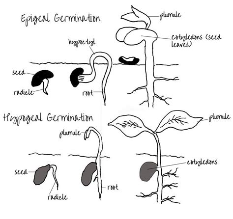 Epigeal and Hypogeal Germination | Edinburgh Garden School