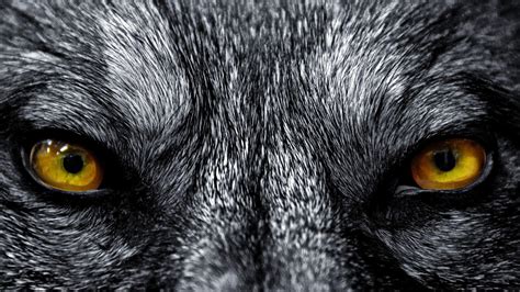 Wolf Eyes Wallpapers - Top Free Wolf Eyes Backgrounds - WallpaperAccess