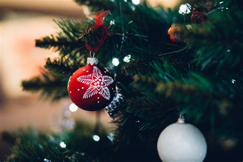 Close-up of Christmas Tree · Free Stock Photo