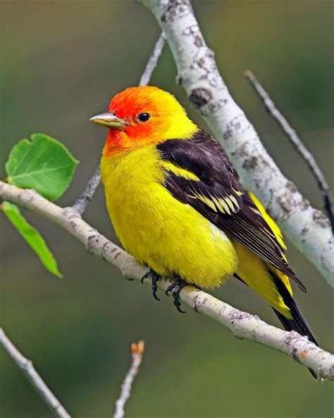 5 Vibrant Tanager Bird Species to Know - Birds and Blooms