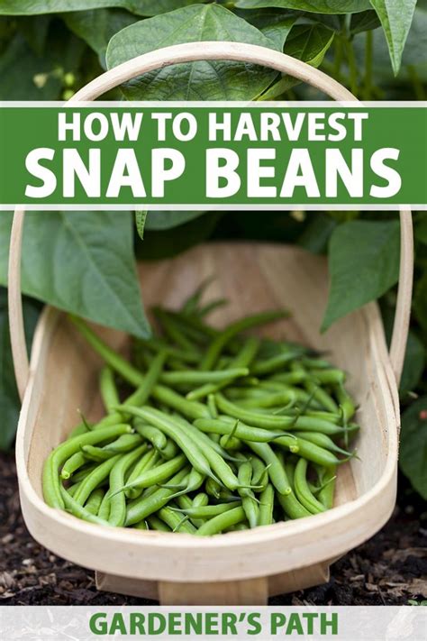 When and How to Harvest Snap Beans | Gardener’s Path