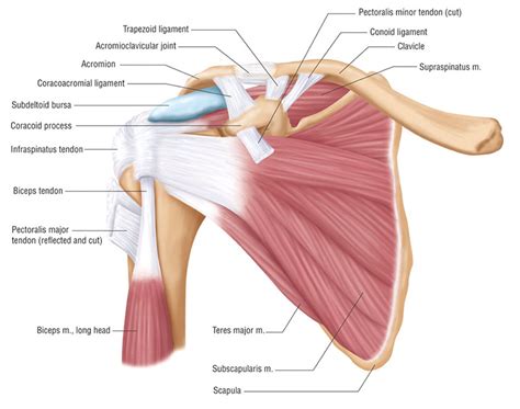 Shoulder Anatomy - Perth Orthopaedic