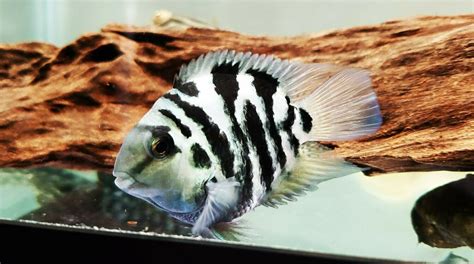 Polar Blue Convict Cichlid Size