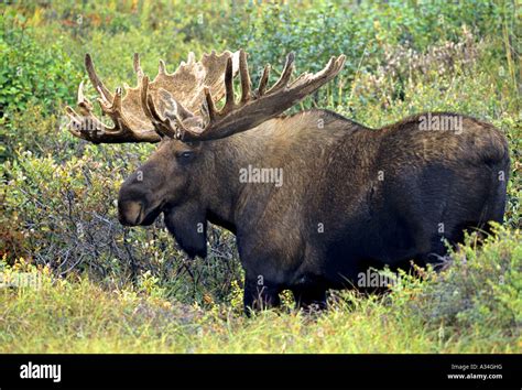 Alaska moose, Tundra moose, Yukon moose (Alces alces gigas), bull ...