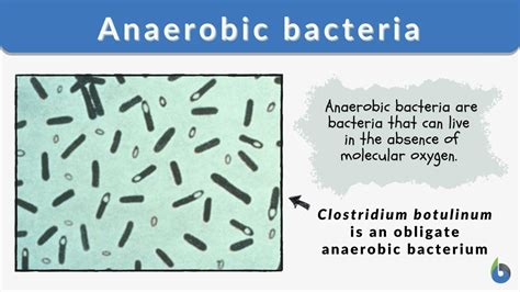 Anaerobic bacteria Definition and Examples - Biology Online Dictionary