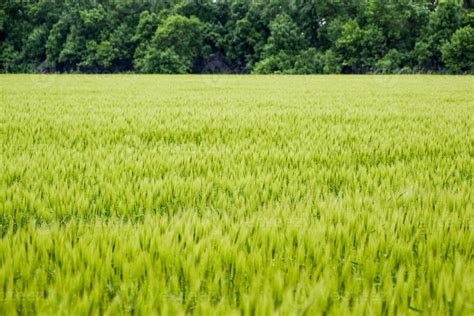 field of green immature barley. Spikelets of barley. The field is ...