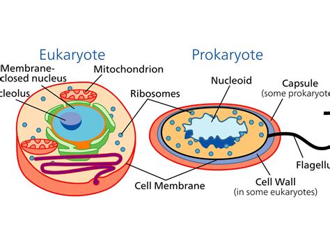 Prokaryotic Cells Vs Eukaryotic Cells Worksheet