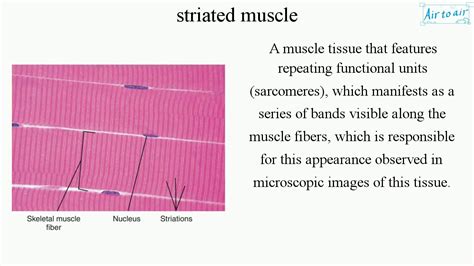 striated muscle (English) - Medical terminology for medical students ...