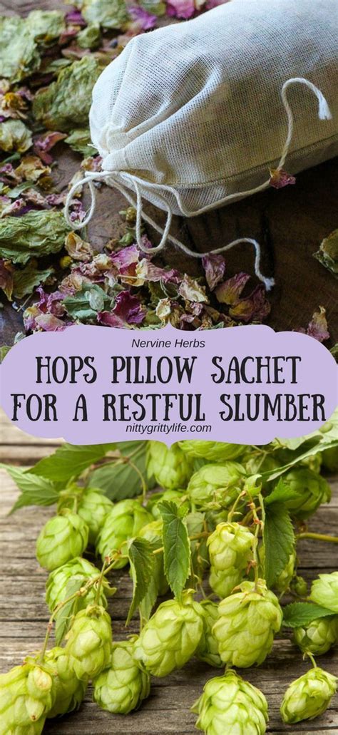 Nervine Herbs: Hops for Relaxation & a Restful Night's Sleep | Natural ...