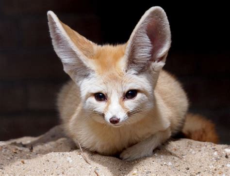 Fennec Fox Facts for Kids | Small Fox with Big Ears