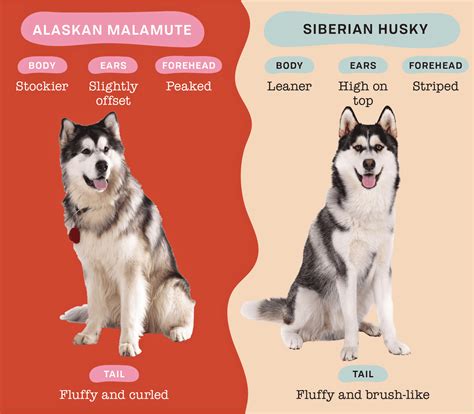 Was ist der Unterschied zwischen Huskies und Malamutes?