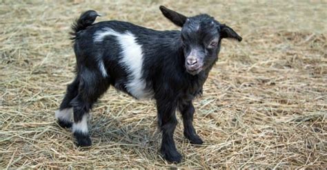 So, Why Do Fainting Goats Faint? - A-Z Animals