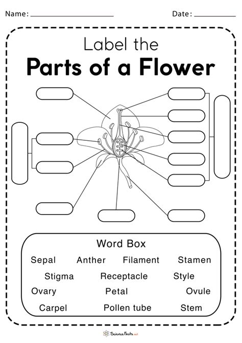 Parts Of A Flower Blank Sheet - Home Alqu