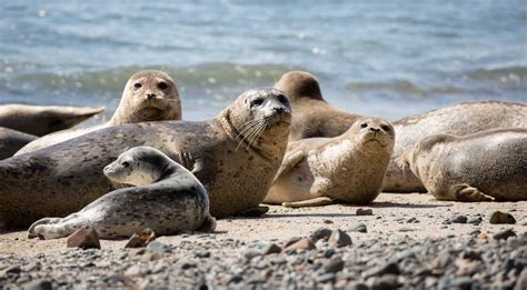 The Marine Mammal Center | Pacific Harbor Seal