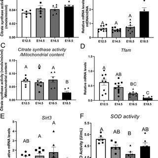 Citrate synthase activity (A), mitochondrial content (B), citrate ...