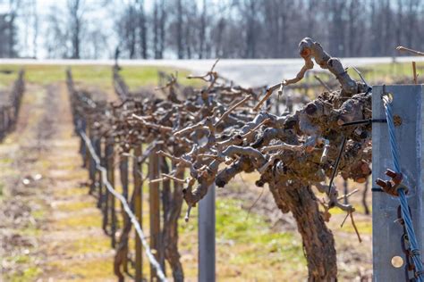 Its Pruning Season at the Vineyards – Van in Black