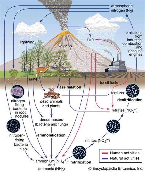 Nitrogen cycle | Definition & Steps | Britannica