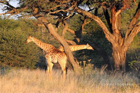 Zimbabwe Wildlife – Ramdas Iyer Photography