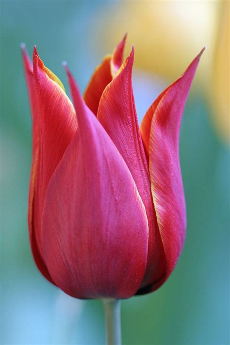 Vibrant tulip close-up | Flower photos, Beautiful flowers, Amazing flowers