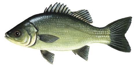 Australian Bass an iconic fresh water sport fish